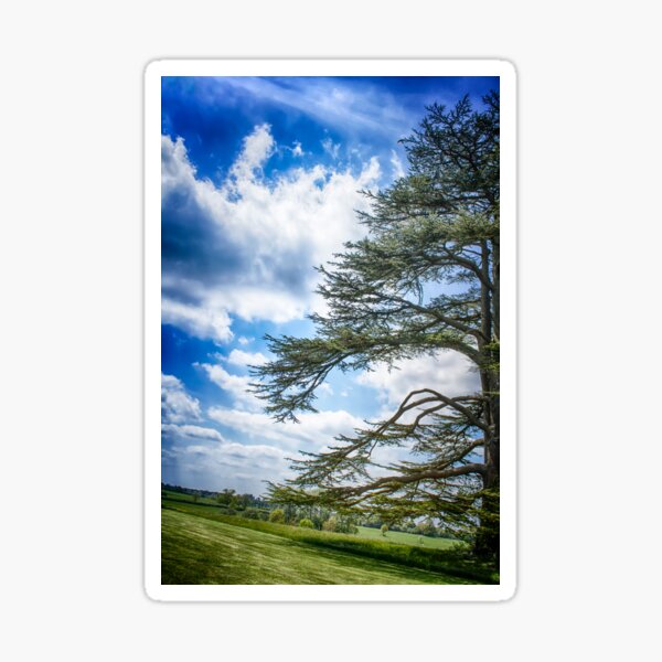 Cedar of Lebanon tree with blue sky Sticker