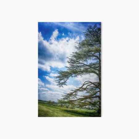 Cedar of Lebanon tree with blue sky Art Board Print