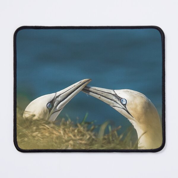 Item preview, Pair of Gannets designed and sold by Jay Mayne.