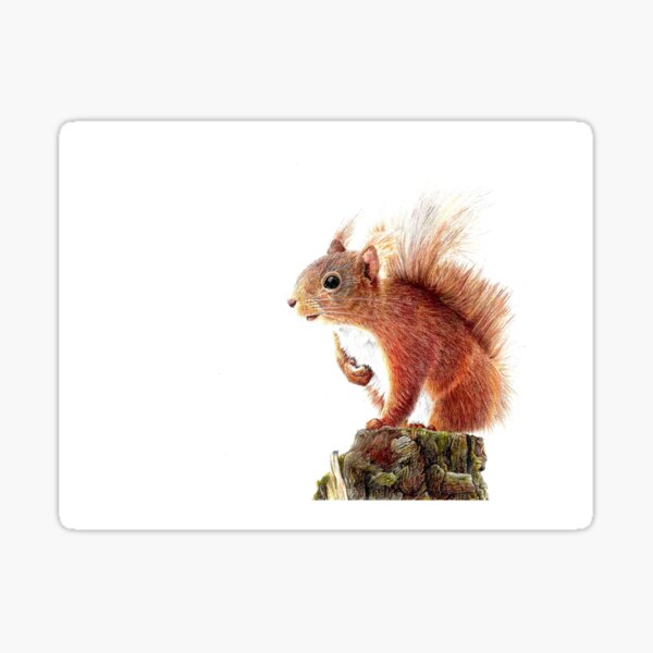 Cicero the Red Squirrel Sticker