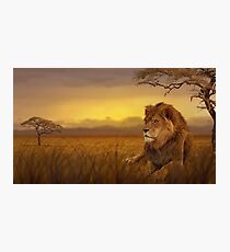 Lion savannah Photographic Print