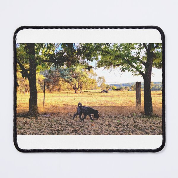 Item preview, Mini Schnauzer at the farm, Australia  designed and sold by Kangaroo Sun.