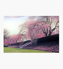 Softly Weeping Photographic Print