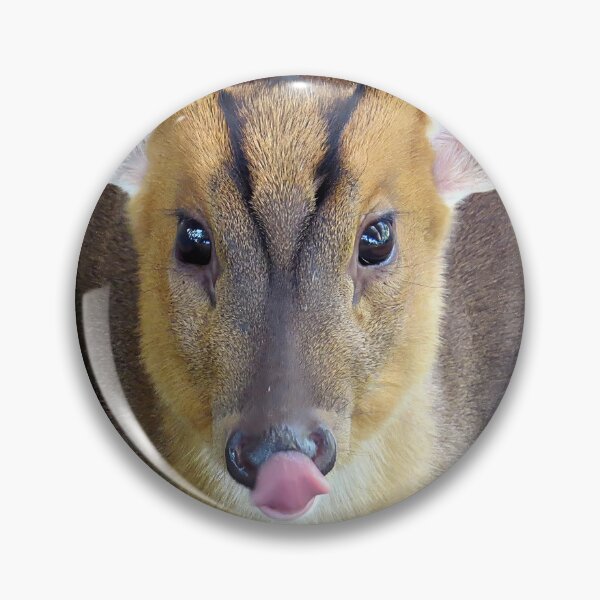 Item preview, Muntjac Deer Face Licking Nose Close-up designed and sold by Linda Walsh.