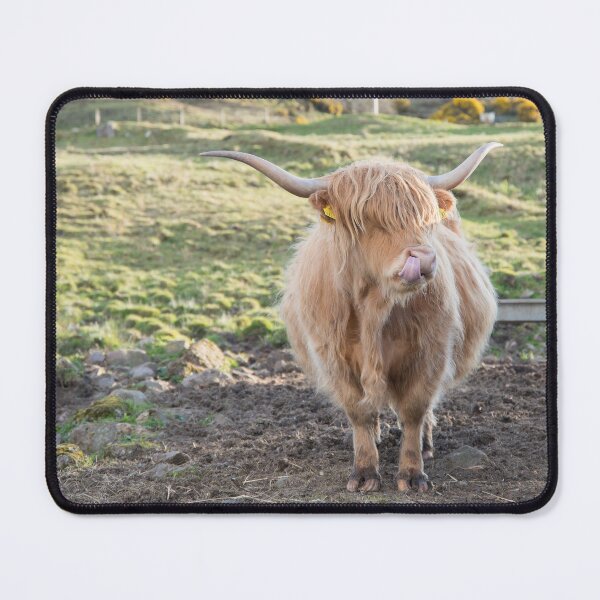 Item preview, Highland Cow with Tongue in Nose designed and sold by DCarlier.