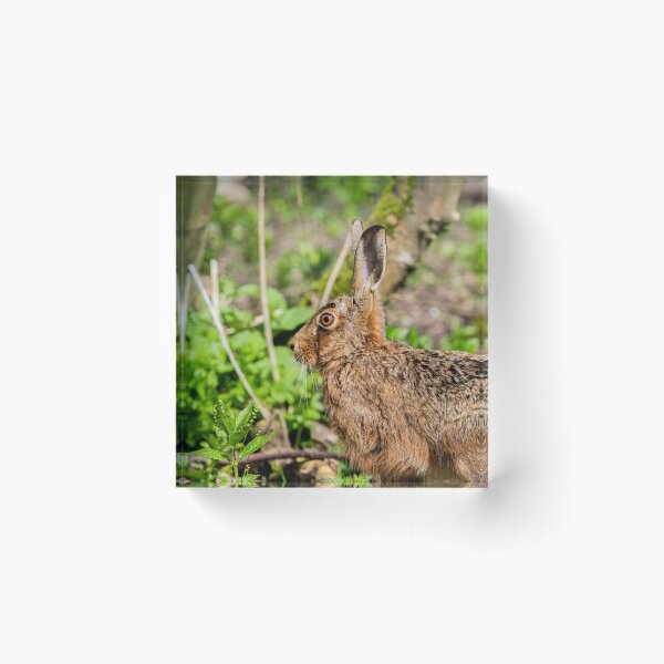 Item preview, Brown Hare designed and sold by MTPhotos1406.