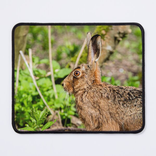 Item preview, Brown Hare designed and sold by MTPhotos1406.