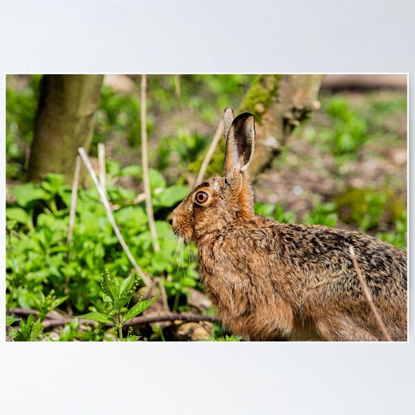 Item preview, Brown Hare designed and sold by MTPhotos1406.