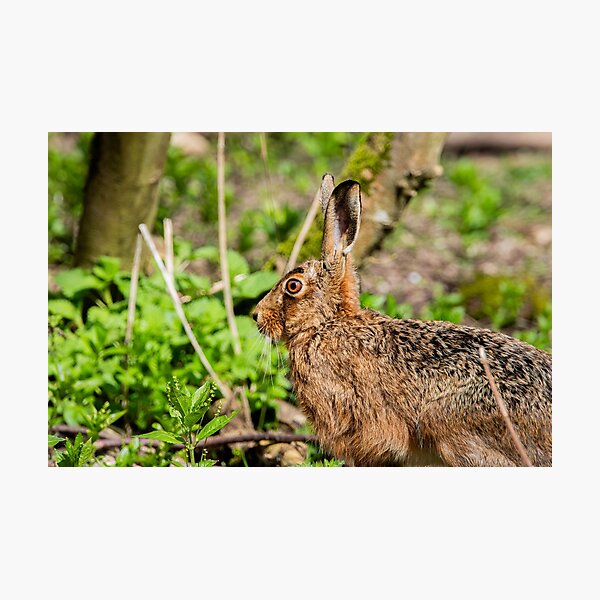 Item preview, Brown Hare designed and sold by MTPhotos1406.