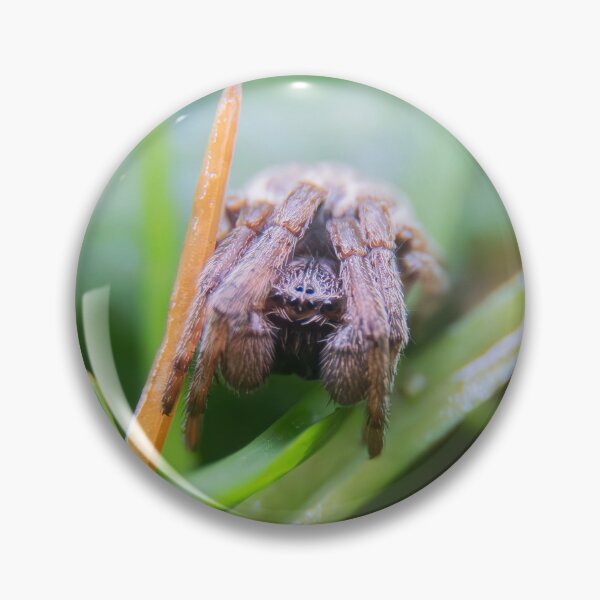 Item preview, Spider designed and sold by MTPhotos1406.