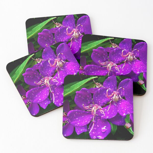 Item preview, Tibouchina Brazilian Spider Flower designed and sold by MercerImages.