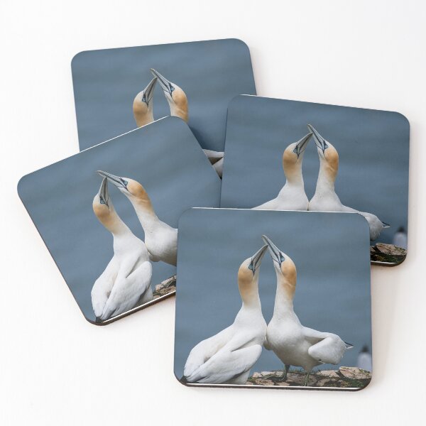 Item preview, Gannet designed and sold by MTPhotos1406.