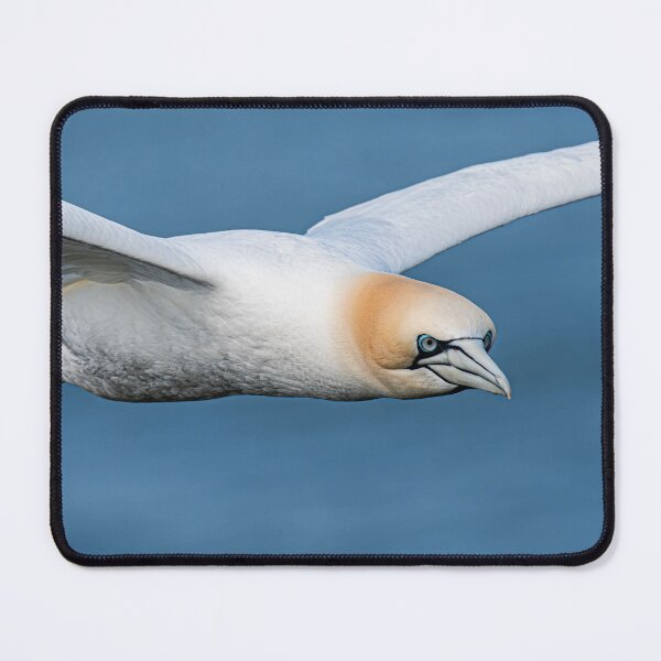 Item preview, Gannet designed and sold by MTPhotos1406.