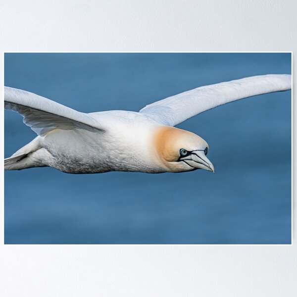 Item preview, Gannet designed and sold by MTPhotos1406.