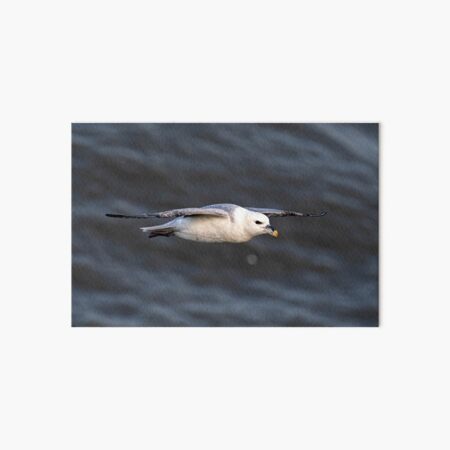 Item preview, Fulmar designed and sold by MTPhotos1406.