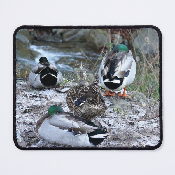 Item preview, duck bath designed and sold by bertipictures.