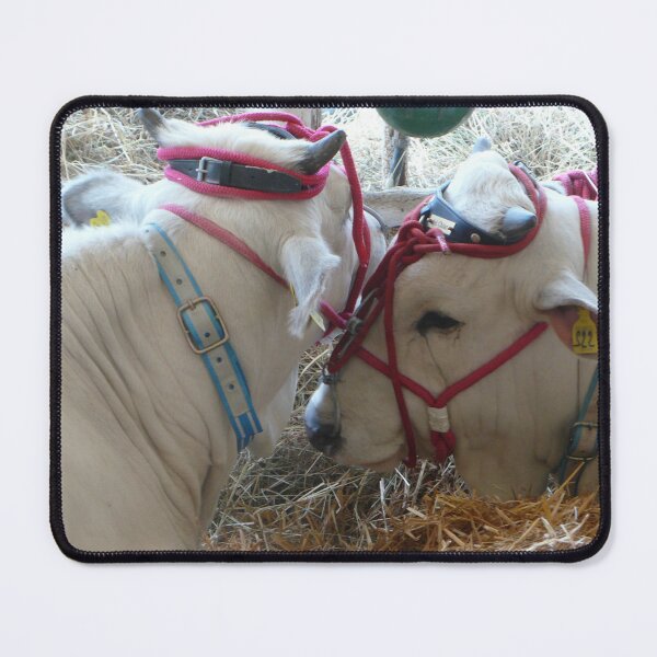 Item preview, cow love affair designed and sold by bertipictures.