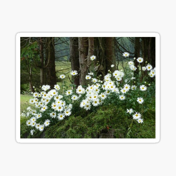 Sheltering daisies. Sticker