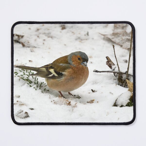 Item preview, Snow snow snow. Eurasian chaffinch designed and sold by Jouko Lehto Photography.