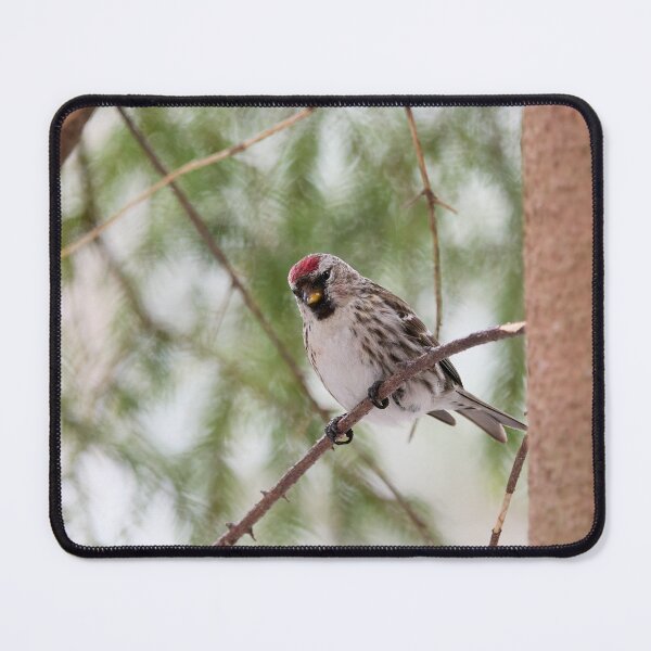 Item preview, Light greens and Mealy redpoll designed and sold by Jouko Lehto Photography.