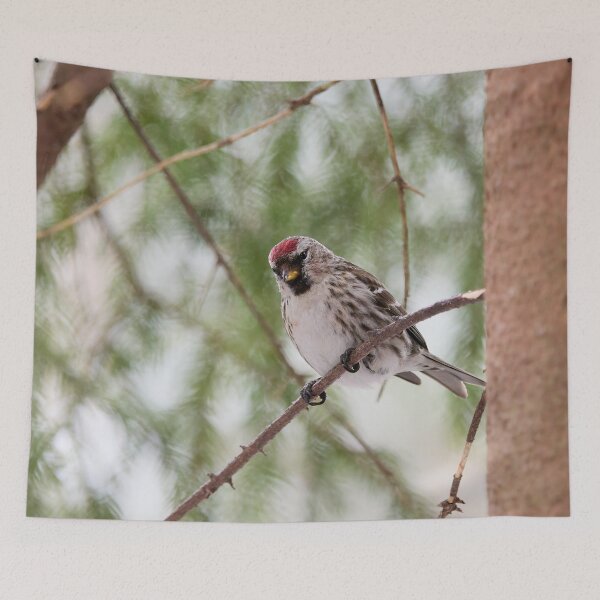 Item preview, Light greens and Mealy redpoll designed and sold by Jouko Lehto Photography.
