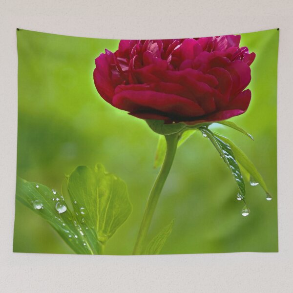 Item preview, Peony Rose designed and sold by Tom McPherson Photography.