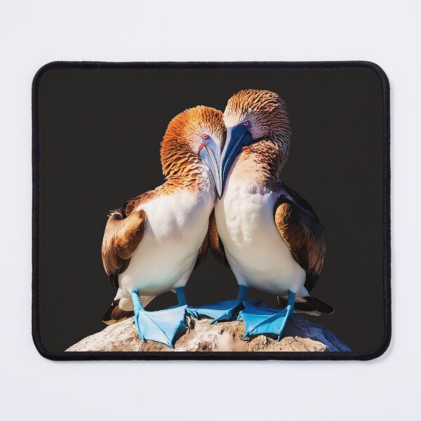 Item preview, Heartfelt Embrace: Blue Footed Boobies In Love designed and sold by elynne9.