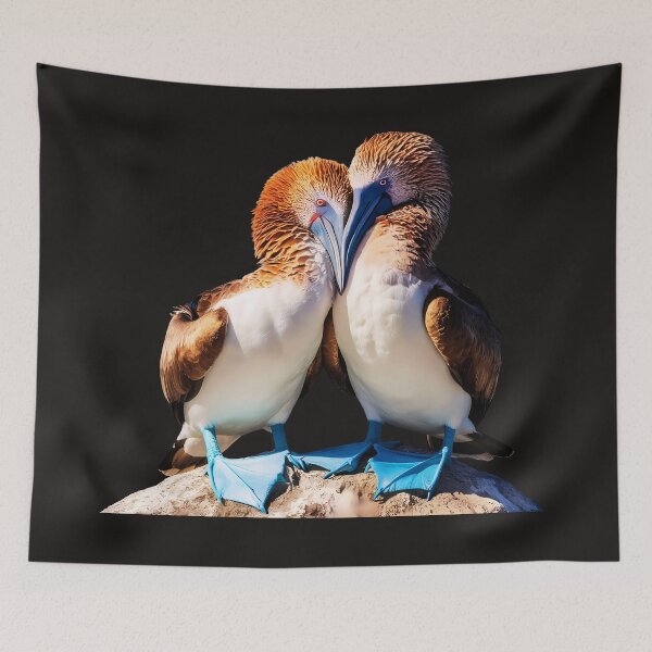 Item preview, Heartfelt Embrace: Blue Footed Boobies In Love designed and sold by elynne9.