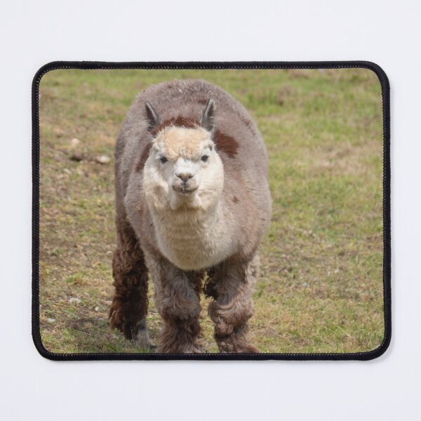 Item preview, Inquisitive Alpaca designed and sold by GingerMan2550.