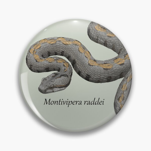 Item preview, Montivipera raddei - Armenian Viper designed and sold by ArtByBreah.