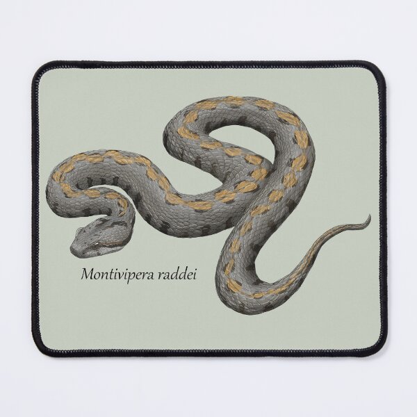 Item preview, Montivipera raddei - Armenian Viper designed and sold by ArtByBreah.