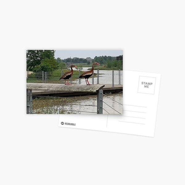 Ducks out of water Postcard