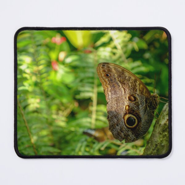 Item preview, Butterfly Lands on a Branch designed and sold by jrtwynam.
