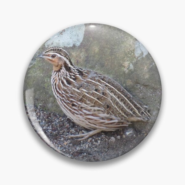 Item preview, A stubble quail hides behind a rock designed and sold by greentiger1.