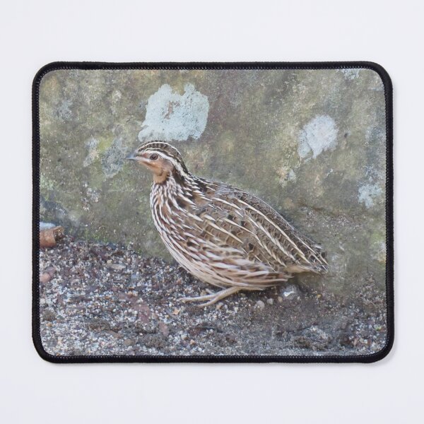 Item preview, A stubble quail hides behind a rock designed and sold by greentiger1.