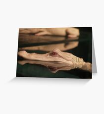White Gator Greeting Card