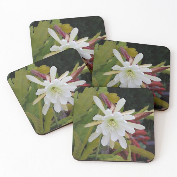 Item preview, Cactus Blooms Again Today designed and sold by heatherfriedman.