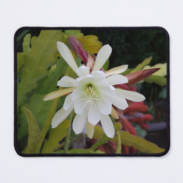 Item preview, Cactus Blooms Again Today designed and sold by heatherfriedman.