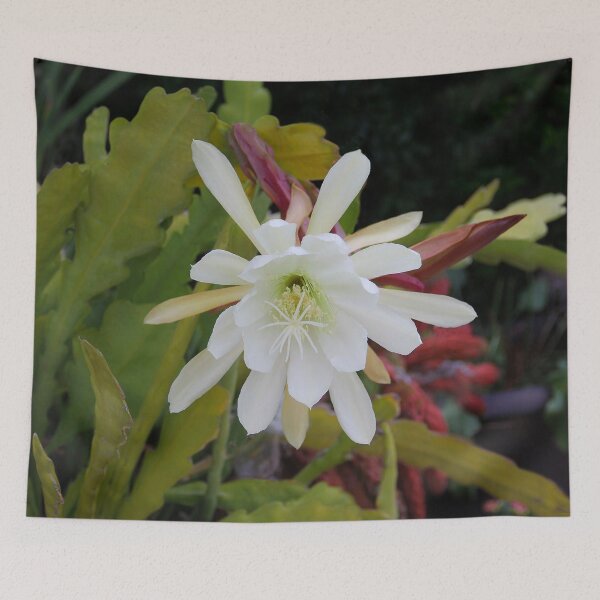 Item preview, Cactus Blooms Again Today designed and sold by heatherfriedman.