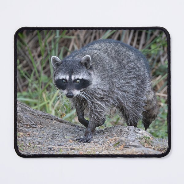 Item preview, Raccoon emergent designed and sold by Anthony Brewer.