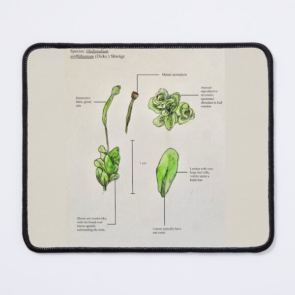 Item preview, Moss Botanical Poster: Class Oedipodiopsida designed and sold by theflyingwolf.