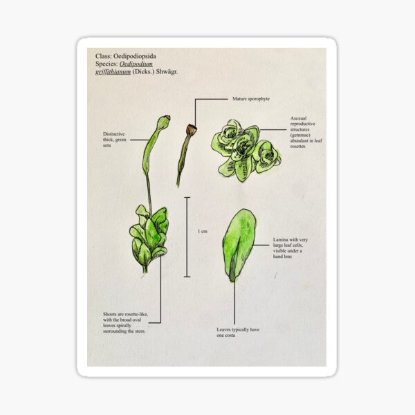 Item preview, Moss Botanical Poster: Class Oedipodiopsida designed and sold by theflyingwolf.