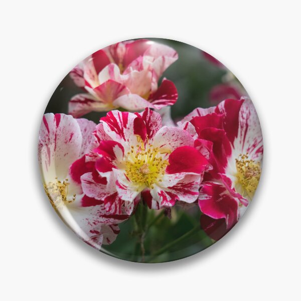 Item preview, A Cluster of Bold Variegated Roses with Golden Yellow Centers designed and sold by Georgia Mizuleva.