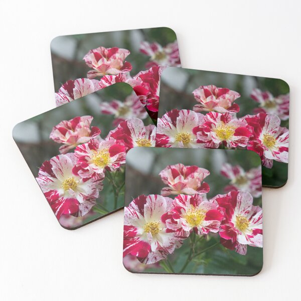 Item preview, A Cluster of Bold Variegated Roses with Golden Yellow Centers designed and sold by Georgia Mizuleva.
