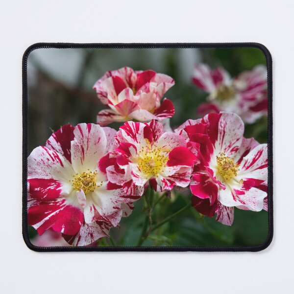 Item preview, A Cluster of Bold Variegated Roses with Golden Yellow Centers designed and sold by Georgia Mizuleva.