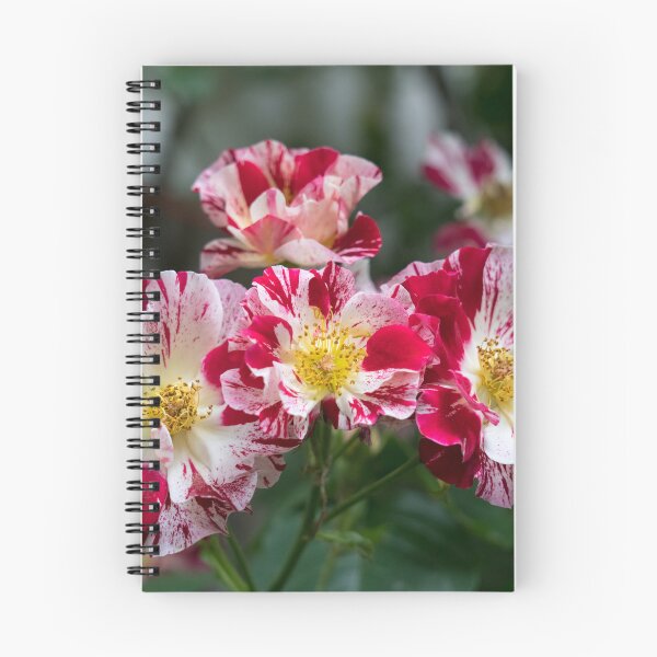 Item preview, A Cluster of Bold Variegated Roses with Golden Yellow Centers designed and sold by Georgia Mizuleva.