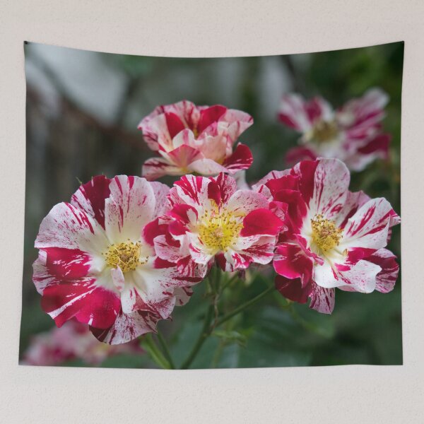Item preview, A Cluster of Bold Variegated Roses with Golden Yellow Centers designed and sold by Georgia Mizuleva.