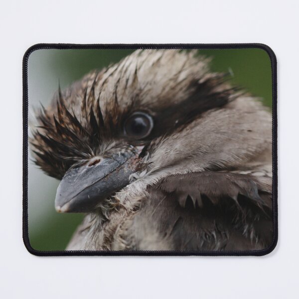 Item preview, Juvenile Kookaburra designed and sold by Pixxowl.