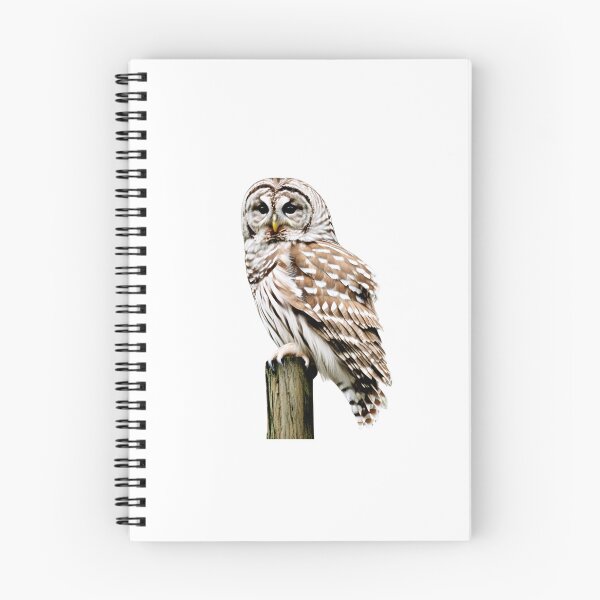 Item preview, Barred owl sitting designed and sold by maggiesens.