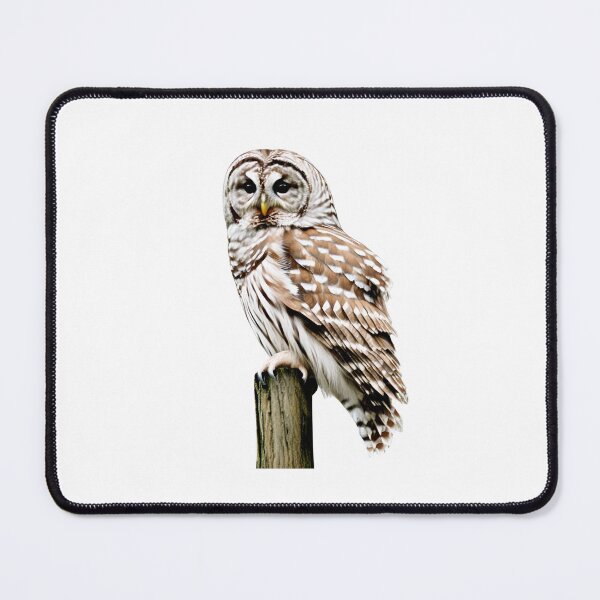 Item preview, Barred owl sitting designed and sold by maggiesens.